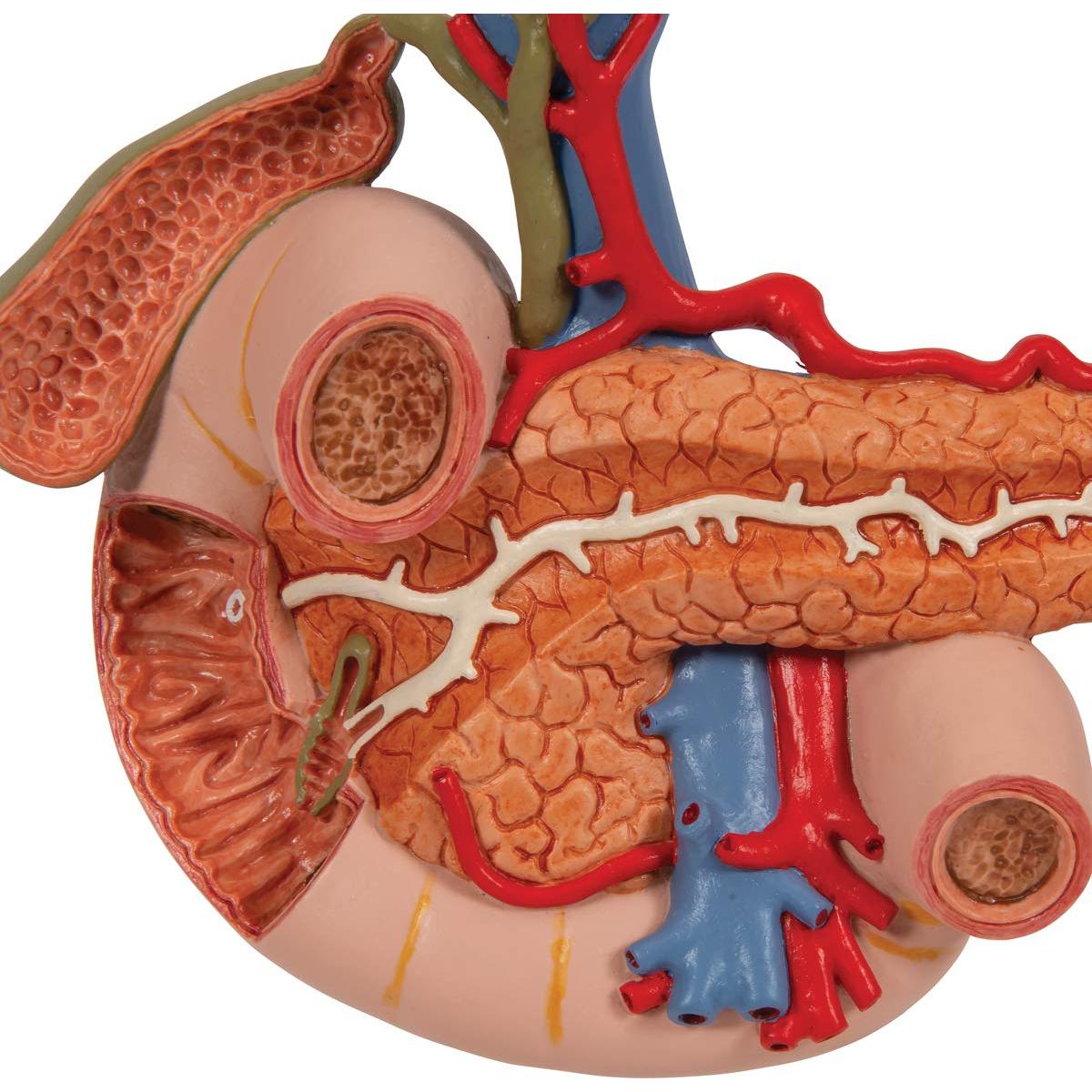 Modelo Anatómico 3B Scientific K22/2 Órganos Abdomen Superior