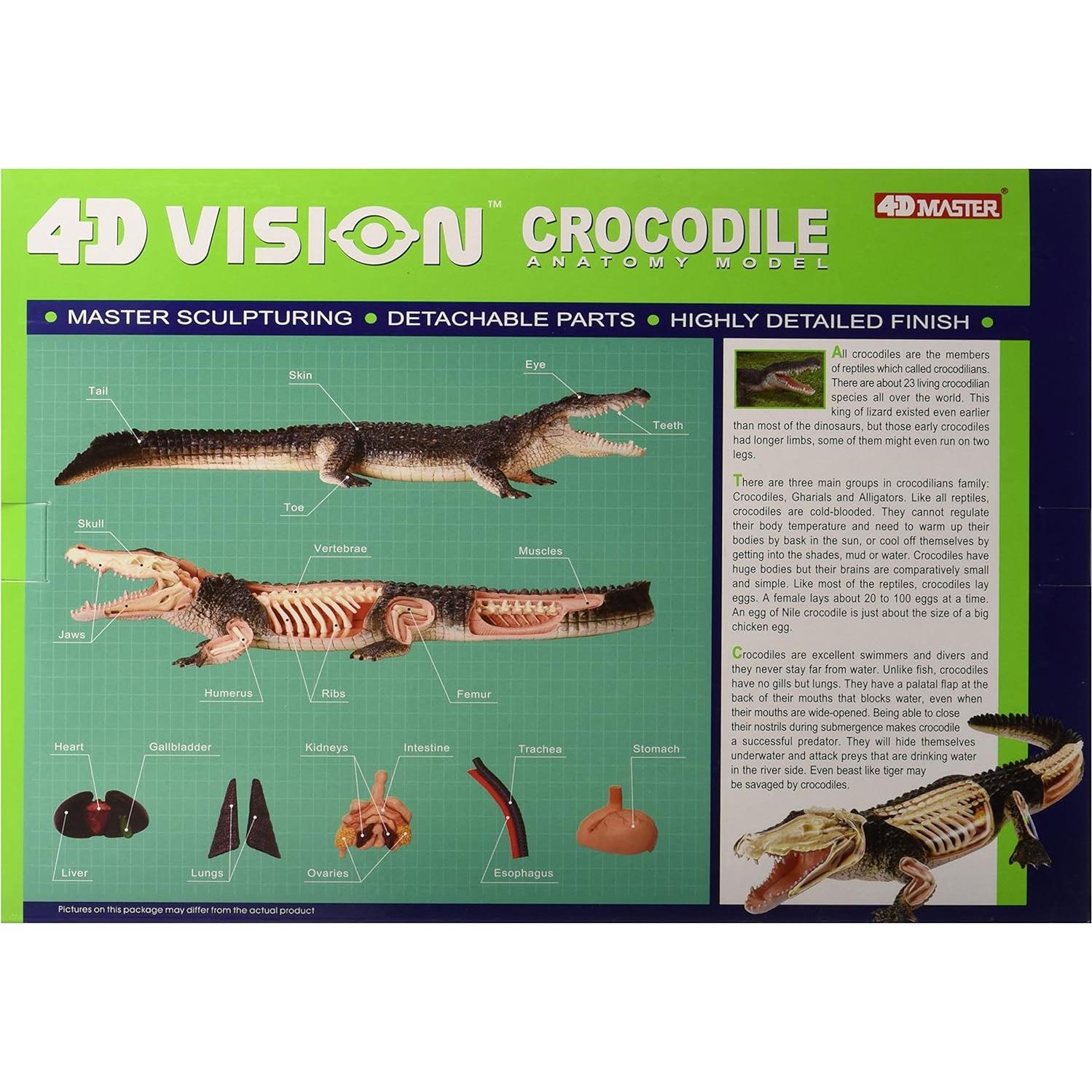 Modelo de Anatomía de Cocodrilo 4D John N. Hansen 26 Piezas