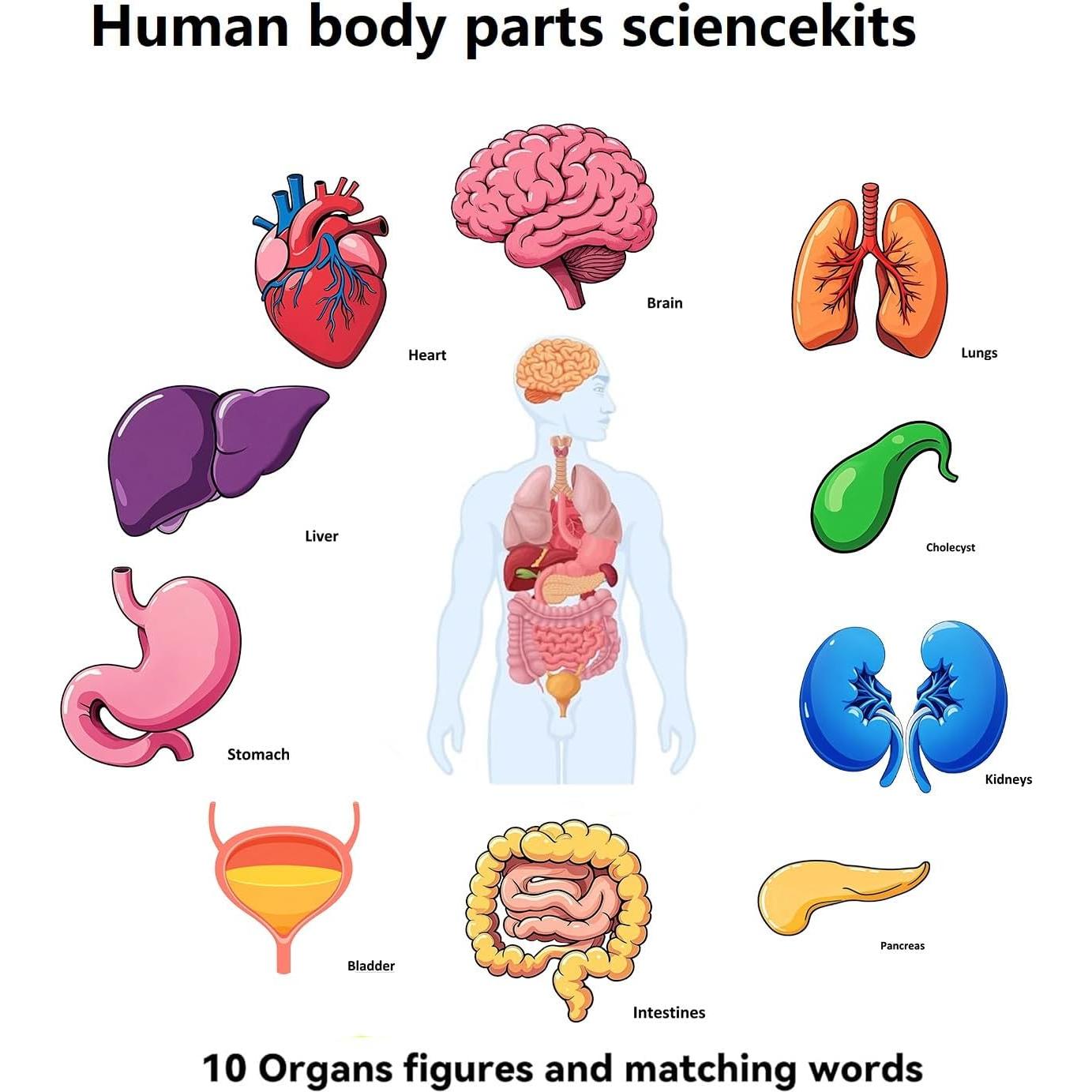 16 Tarjetas de Esqueleto Humano BAOGETONGLER 22.86x15.24cm