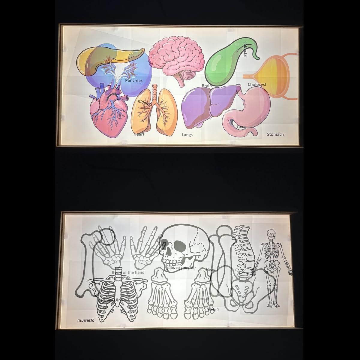 16 Tarjetas de Esqueleto Humano BAOGETONGLER 22.86x15.24cm