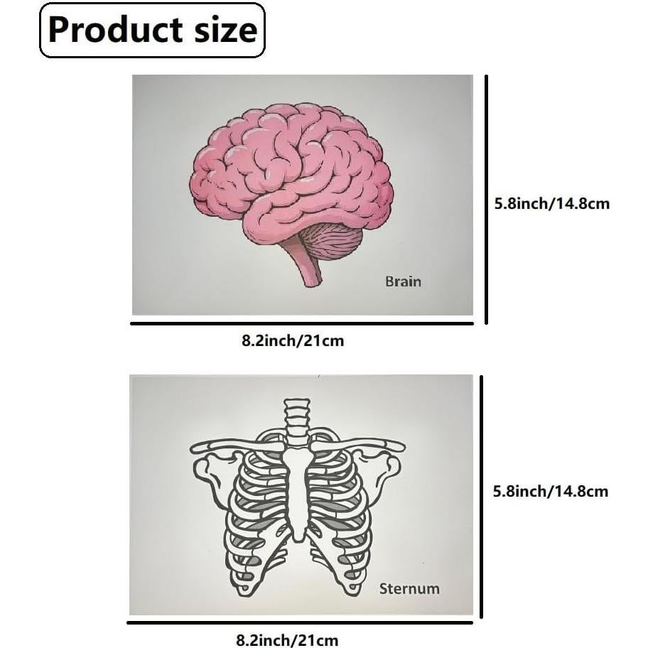 16 Tarjetas de Esqueleto Humano BAOGETONGLER 22.86x15.24cm
