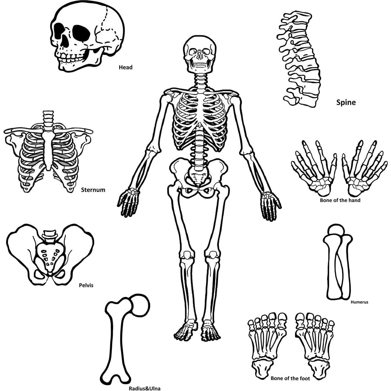 16 Tarjetas de Esqueleto Humano BAOGETONGLER 22.86x15.24cm