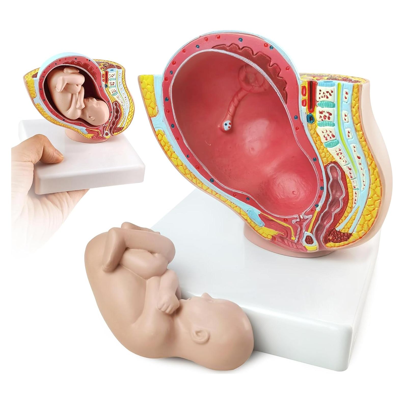 Modelo Anatómico de Pelvis Humana Femenina Embarazada 9 Meses - NUEVO HORIZONTE