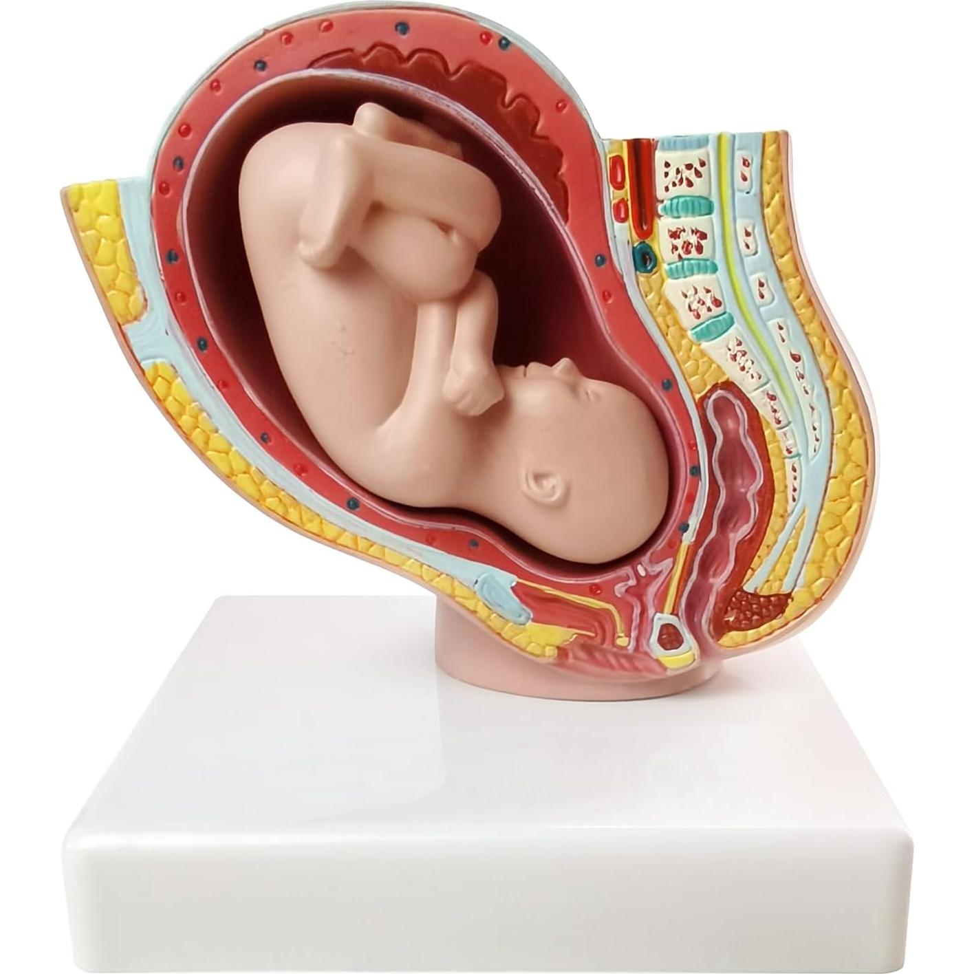 Modelo Anatómico de Pelvis Humana Femenina Embarazada 9 Meses - NUEVO HORIZONTE