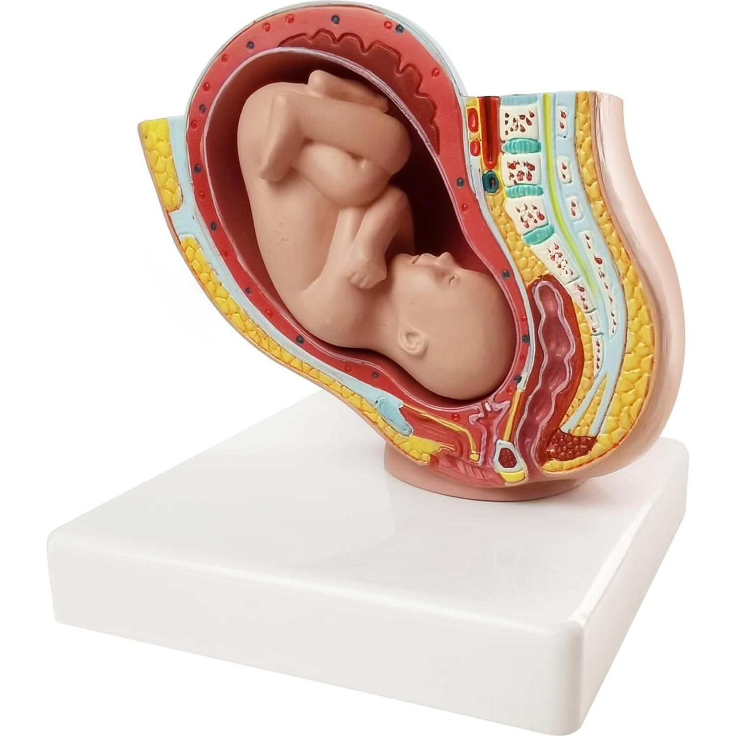 Modelo Anatómico de Pelvis Humana Femenina Embarazada 9 Meses - NUEVO HORIZONTE