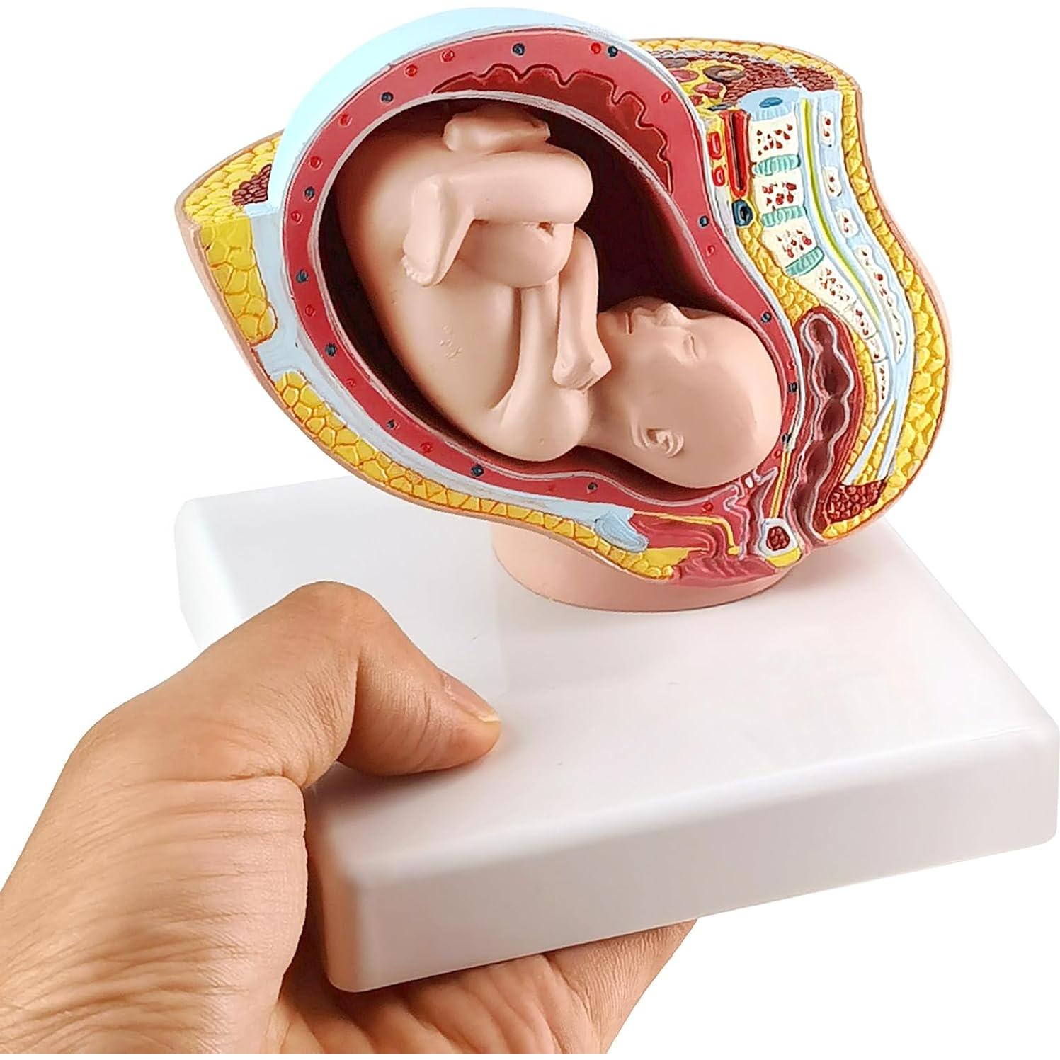 Modelo Anatómico de Pelvis Humana Femenina Embarazada 9 Meses - NUEVO HORIZONTE