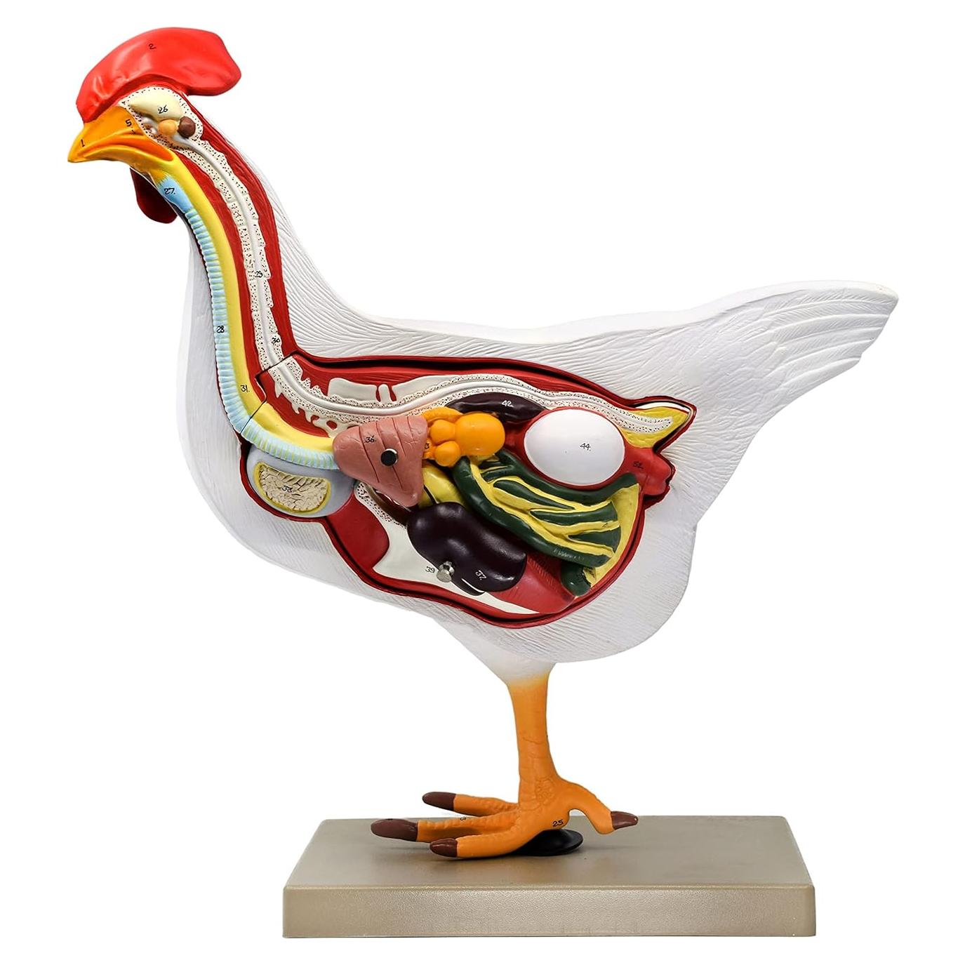 Modelo de Anatomía de Gallina Eisco 6 Partes a Tamaño Natural