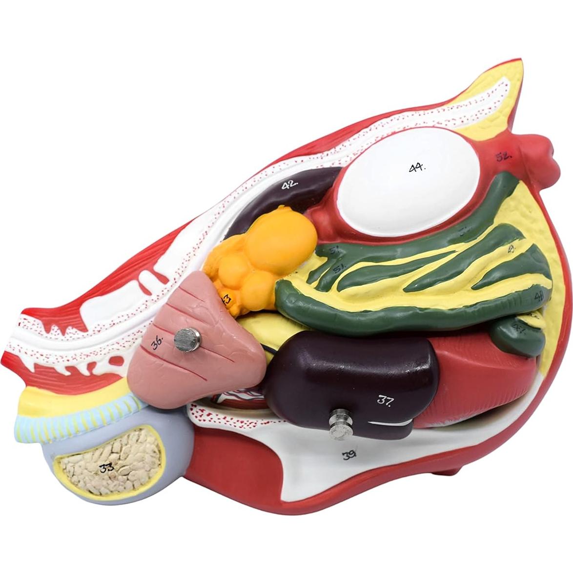 Modelo de Anatomía de Gallina Eisco 6 Partes a Tamaño Natural