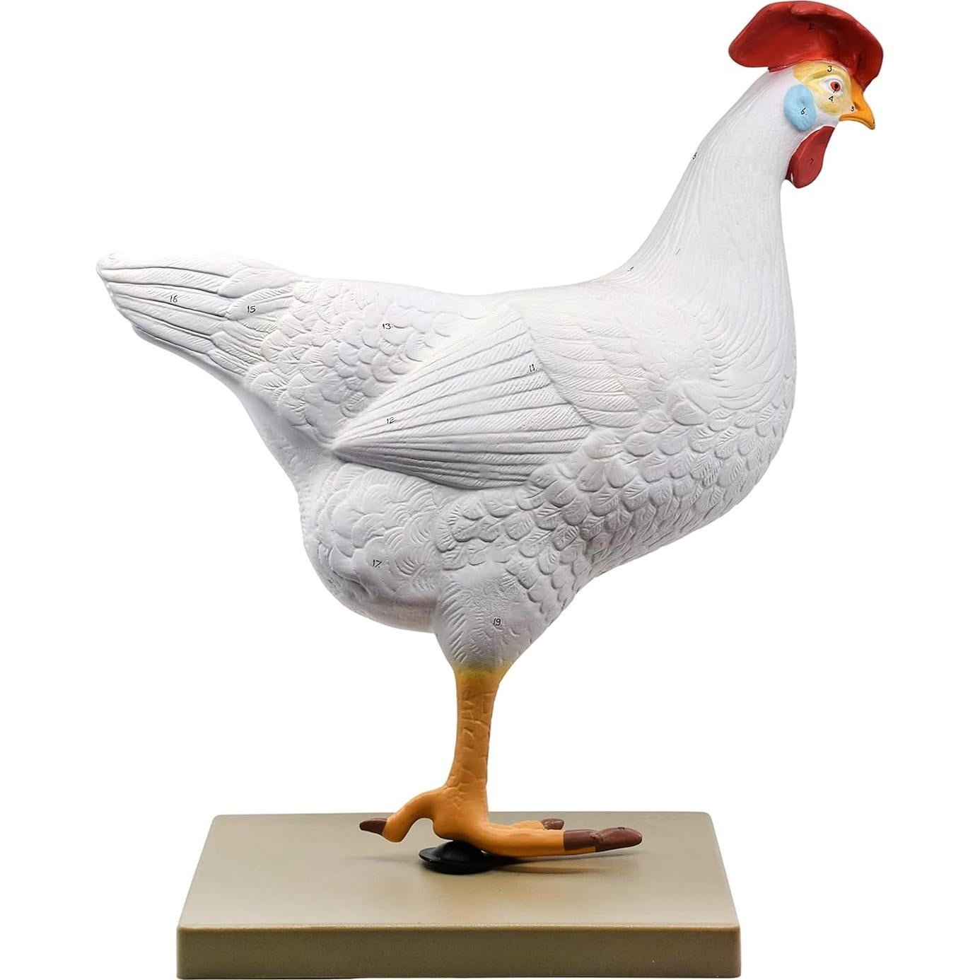 Modelo de Anatomía de Gallina Eisco 6 Partes a Tamaño Natural