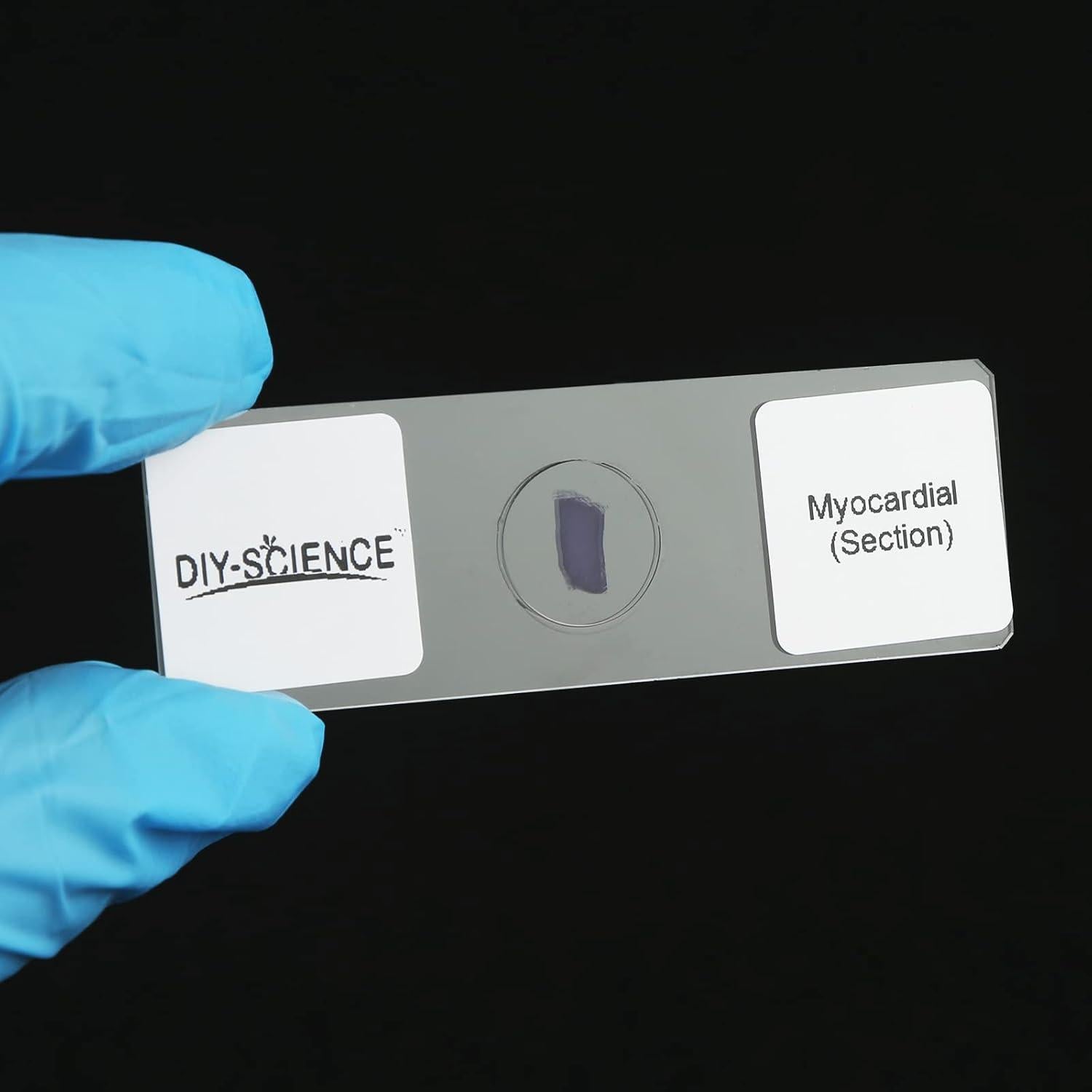 Conjunto de Diapositivas de Tejido de Mamíferos DIY-SCIENCE EDU