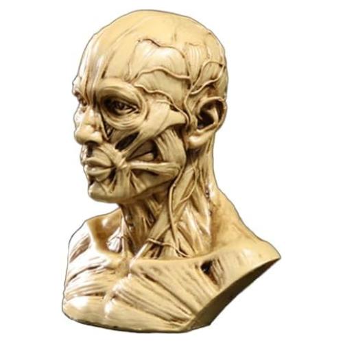 Modelo de Cabeza Humana Anatómico Aendu Craft 10x8.5cm