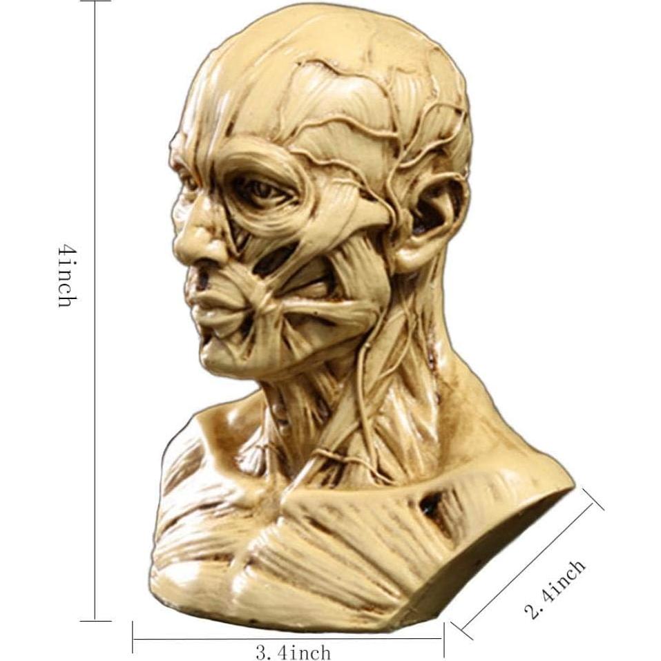 Modelo de Cabeza Humana Anatómico Aendu Craft 10x8.5cm