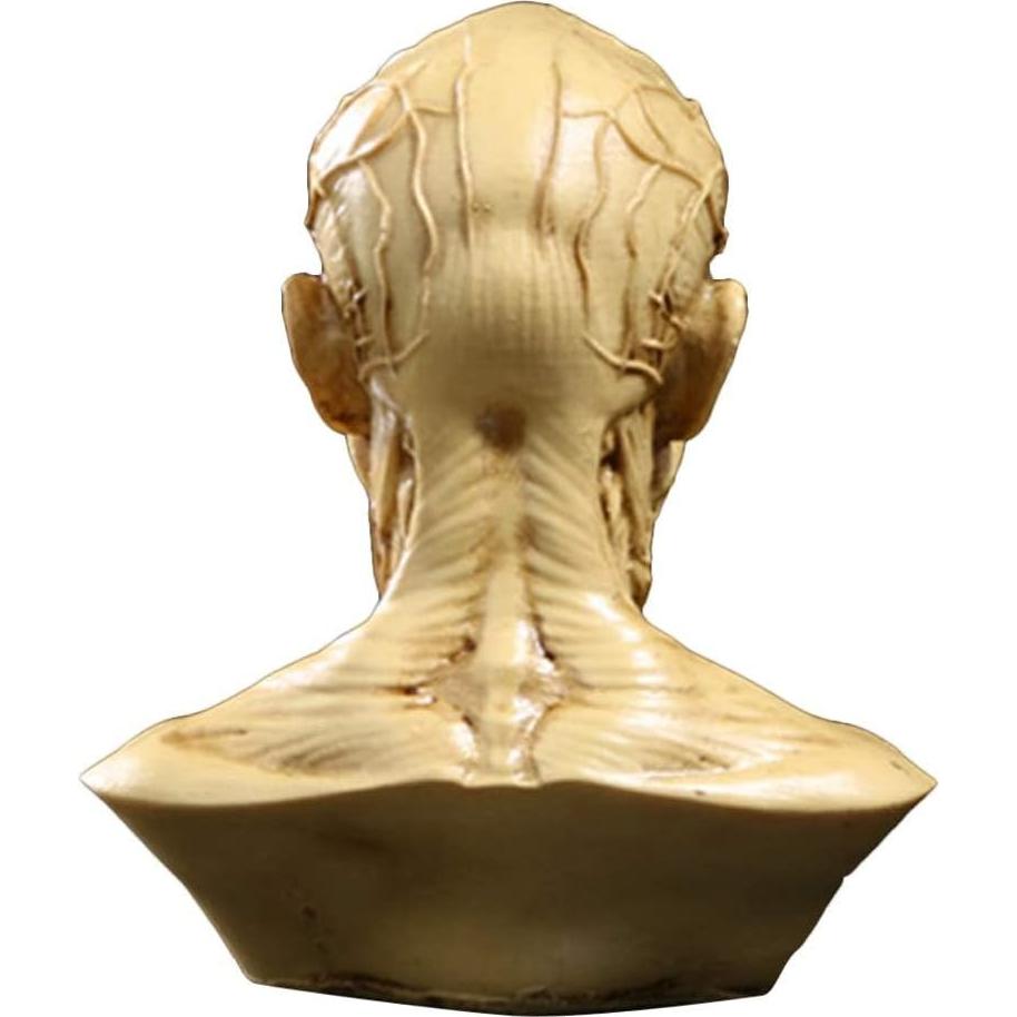 Modelo de Cabeza Humana Anatómico Aendu Craft 10x8.5cm