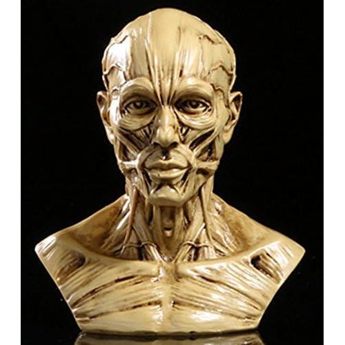 Modelo de Cabeza Humana Anatómico Aendu Craft 10x8.5cm