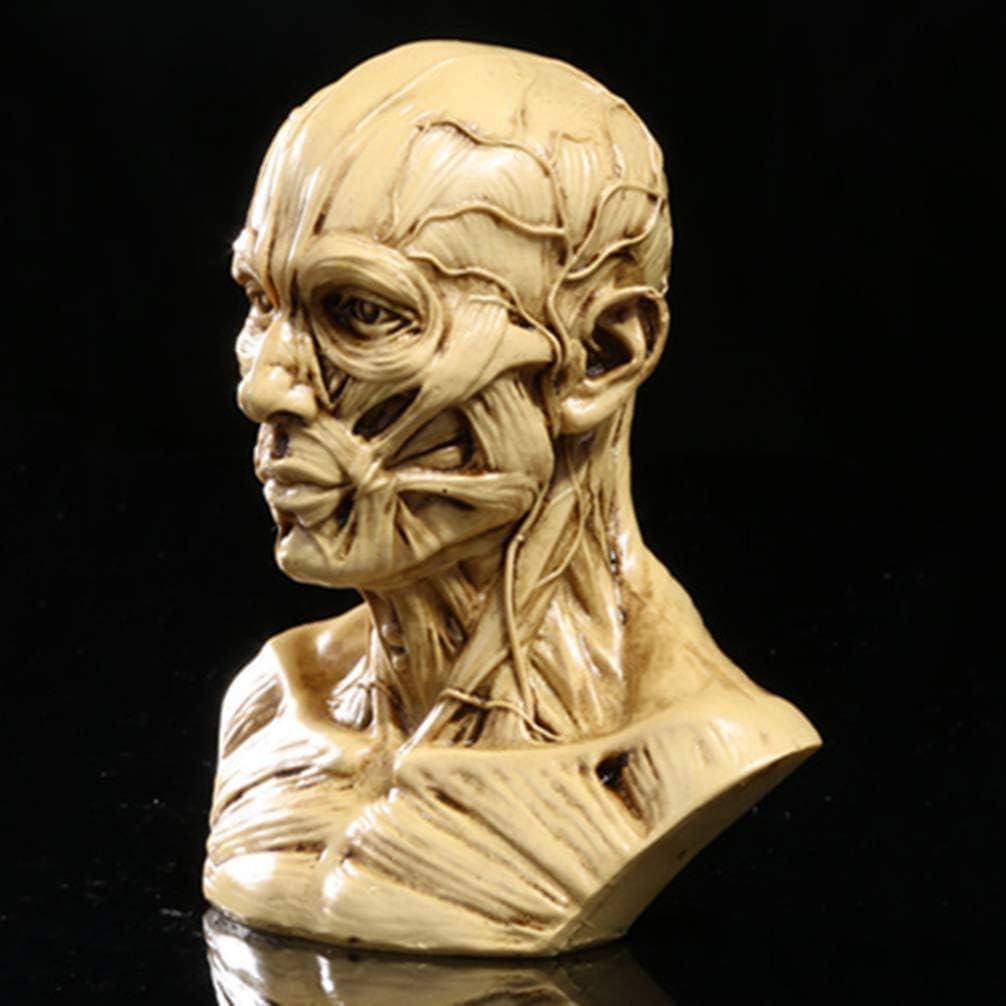 Modelo de Cabeza Humana Anatómico Aendu Craft 10x8.5cm