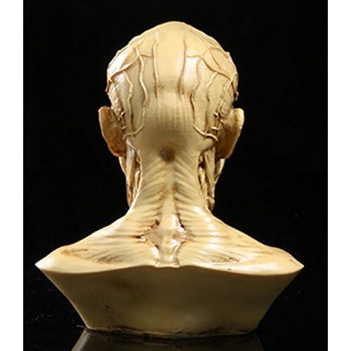 Modelo de Cabeza Humana Anatómico Aendu Craft 10x8.5cm