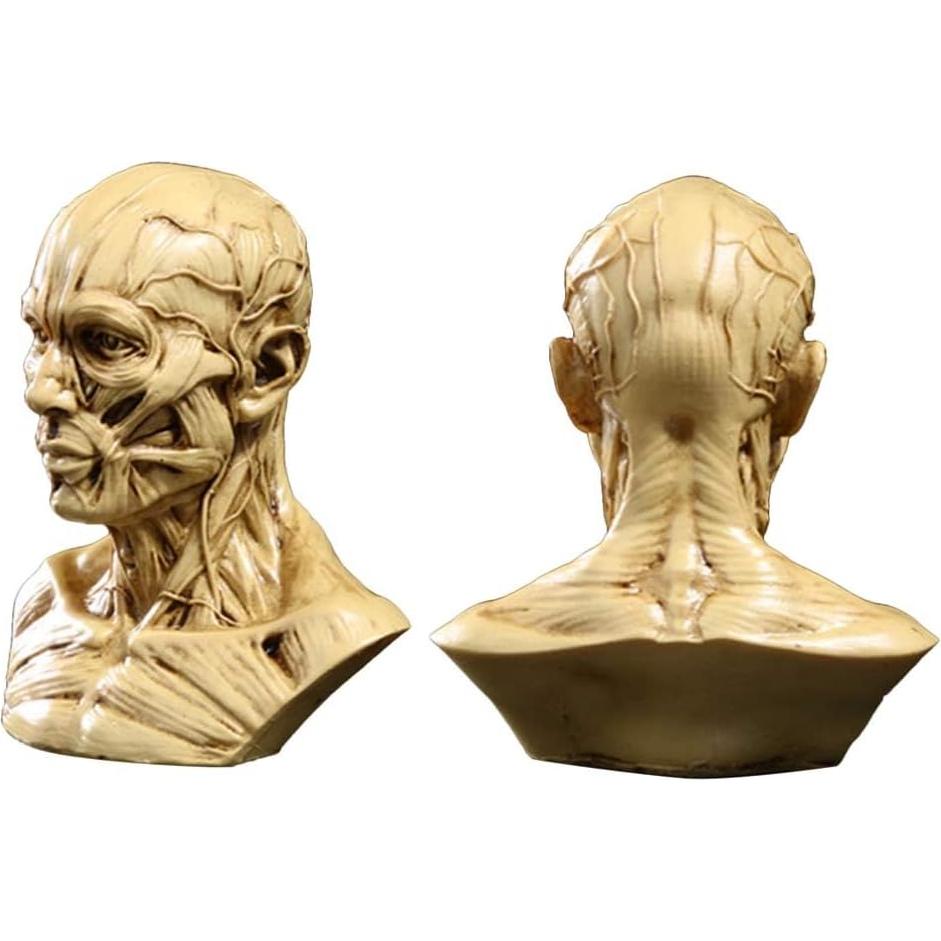 Modelo de Cabeza Humana Anatómico Aendu Craft 10x8.5cm