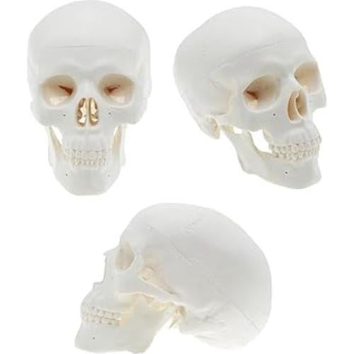Modelo de Cráneo Mini ZDOTOM para Estudio y Dibujo - Anatomía