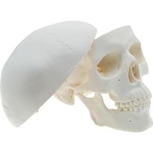 Modelo de Cráneo Mini ZDOTOM para Estudio y Dibujo - Anatomía
