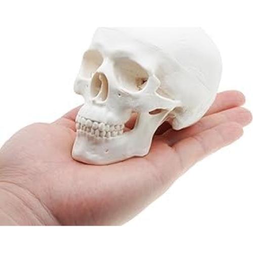 Modelo de Cráneo Mini ZDOTOM para Estudio y Dibujo - Anatomía