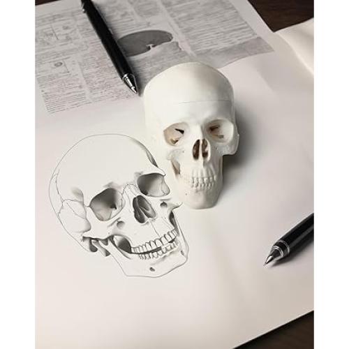 Modelo de Cráneo Mini ZDOTOM para Estudio y Dibujo - Anatomía