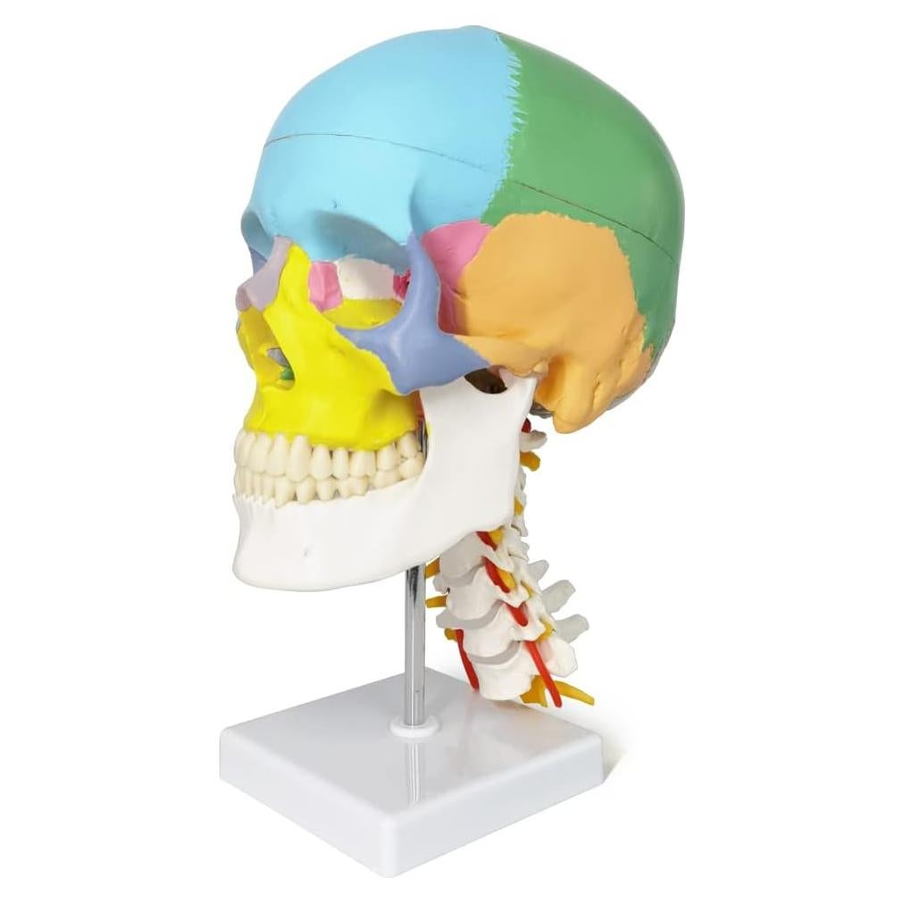 Modelo de Cráneo Anatomía Merinden Tamaño Natural con Vértices