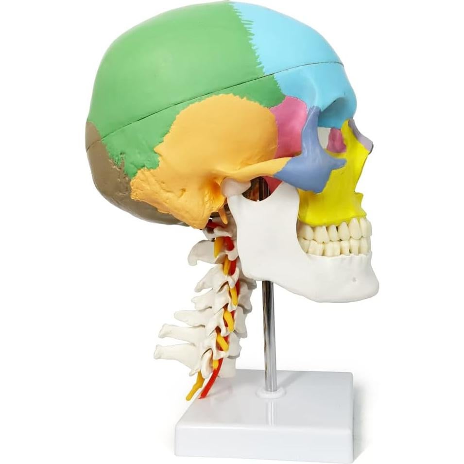 Modelo de Cráneo Anatomía Merinden Tamaño Natural con Vértices