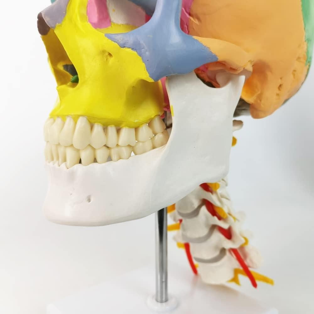 Modelo de Cráneo Anatomía Merinden Tamaño Natural con Vértices