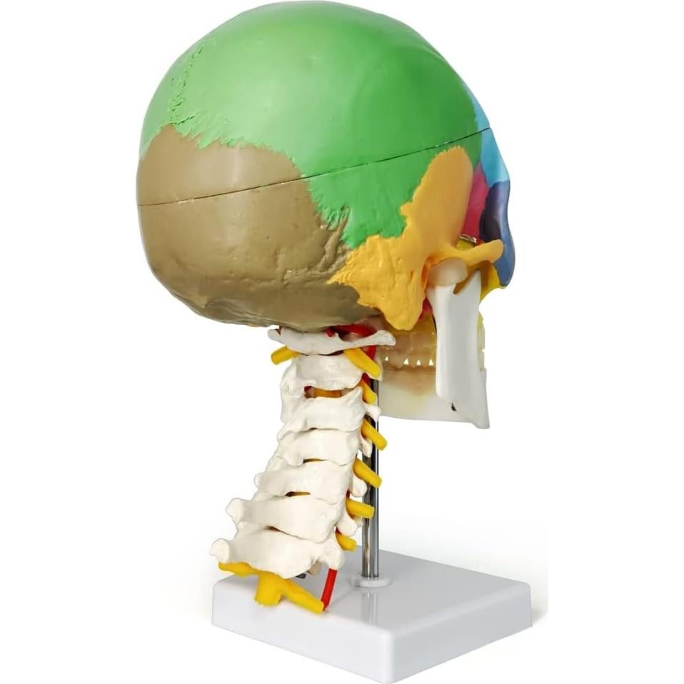 Modelo de Cráneo Anatomía Merinden Tamaño Natural con Vértices