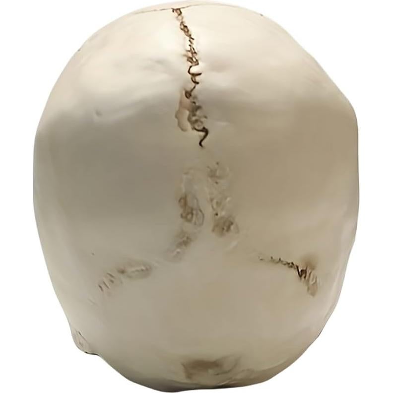 Calavera Humana 1:1 SOACH de Resina para Decoración Halloween