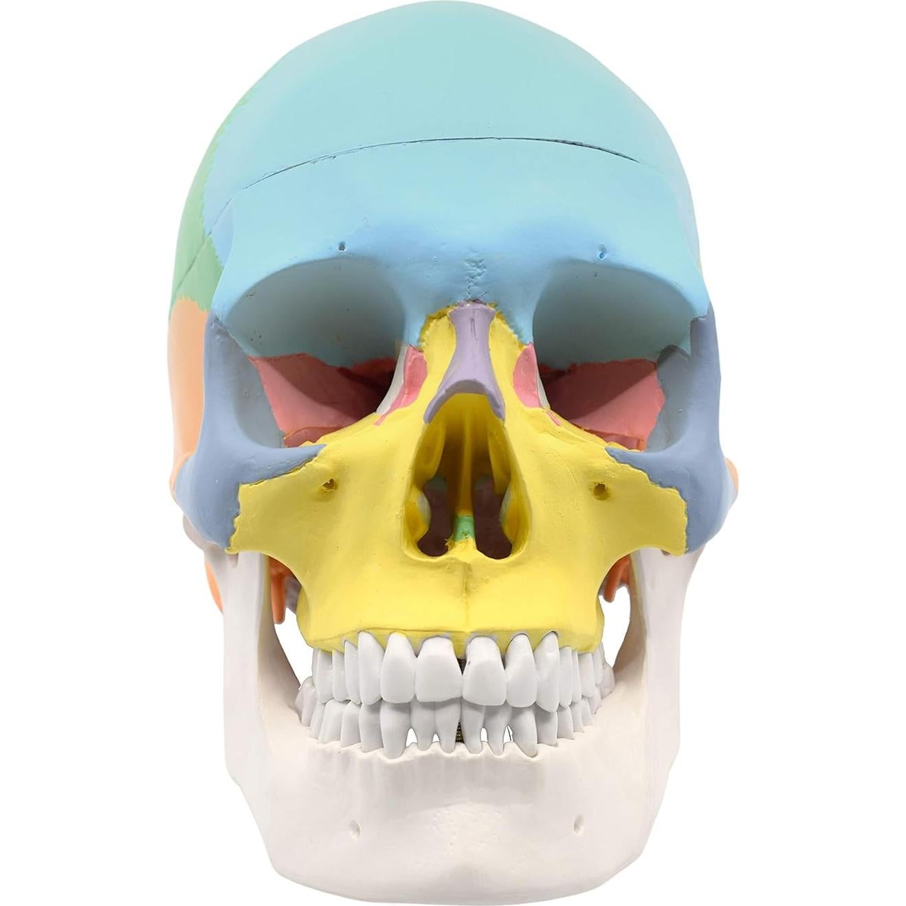 Modelo Anatómico de Cráneo Humano Didáctico HBARSCI 22 cm 3 Partes