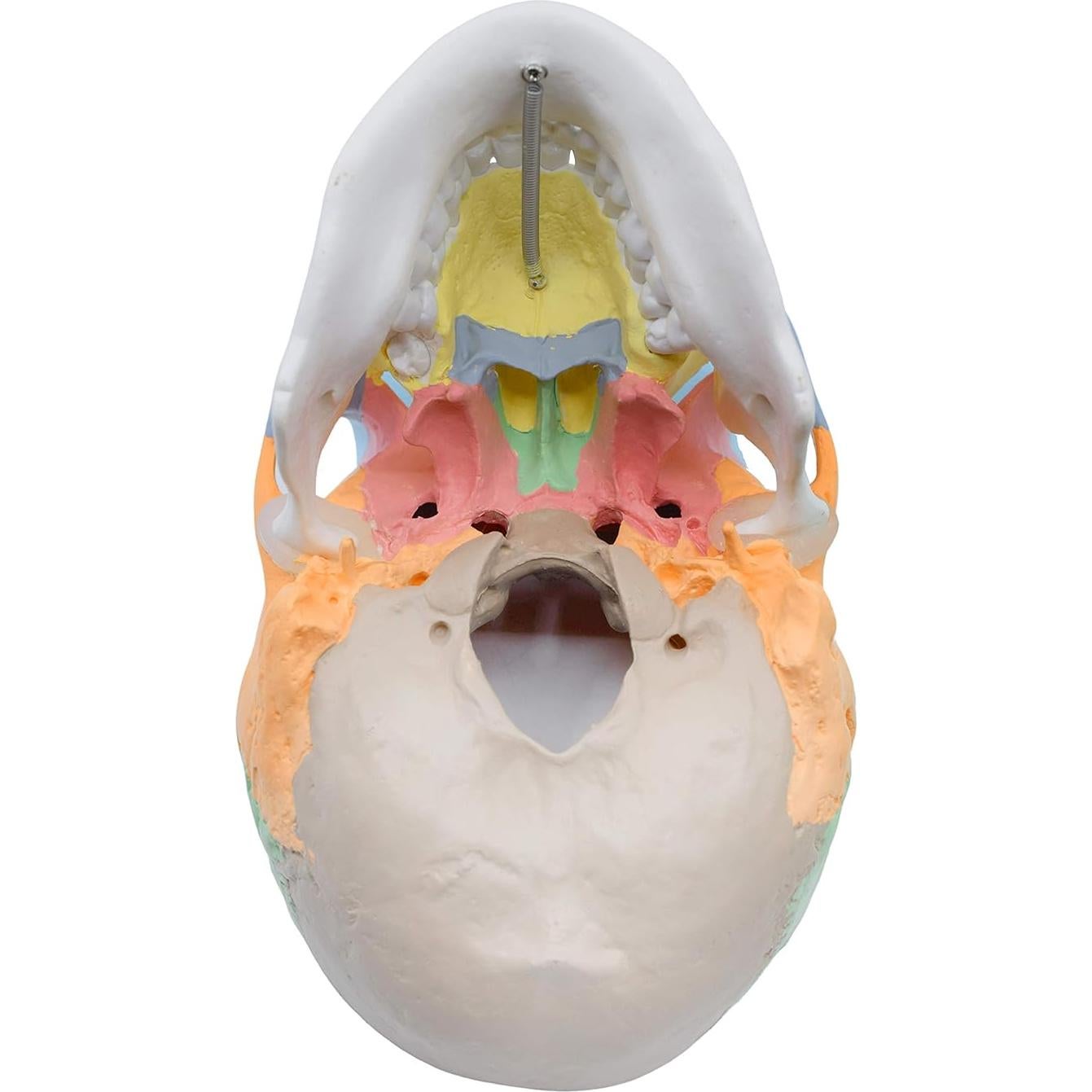 Modelo Anatómico de Cráneo Humano Didáctico HBARSCI 22 cm 3 Partes