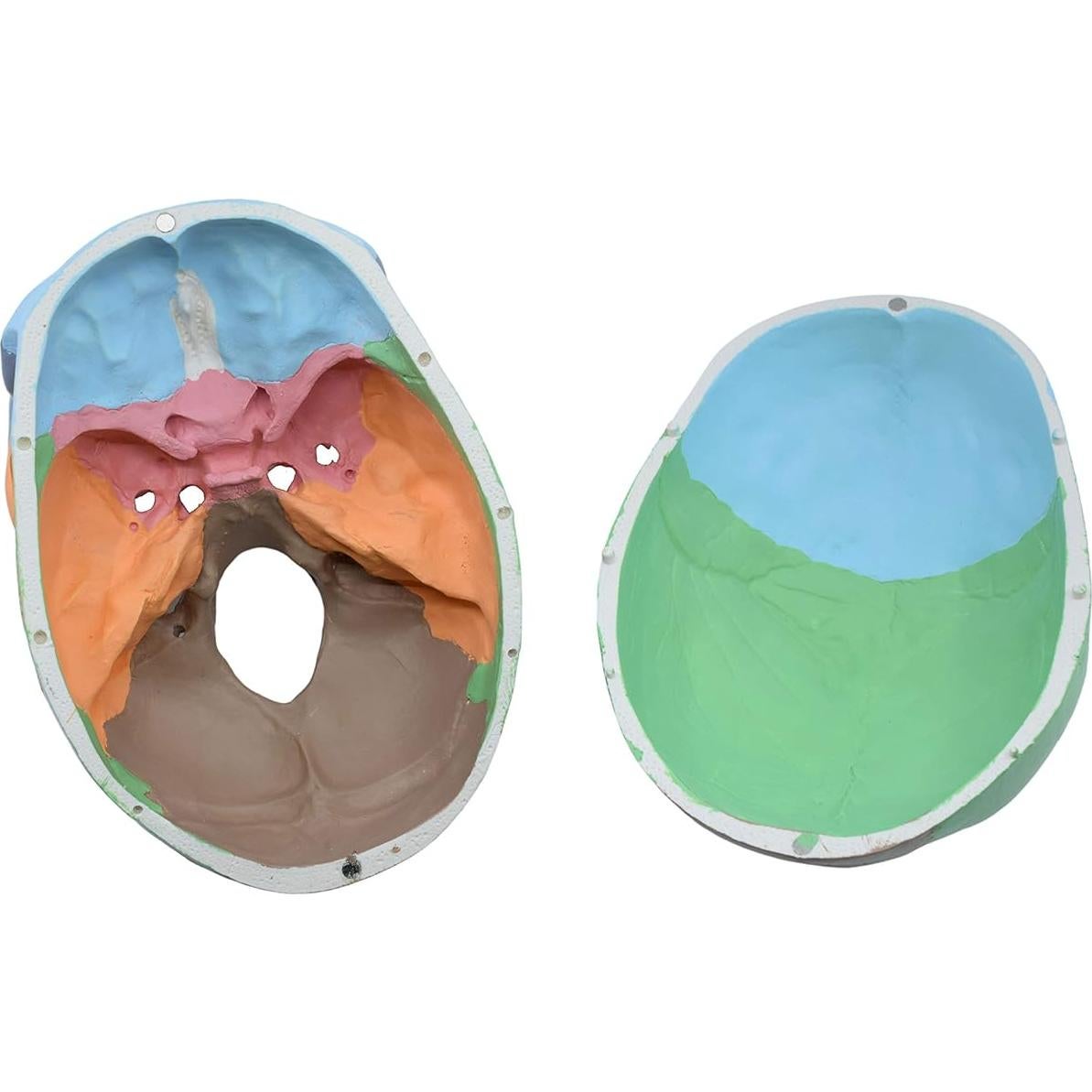 Modelo Anatómico de Cráneo Humano Didáctico HBARSCI 22 cm 3 Partes