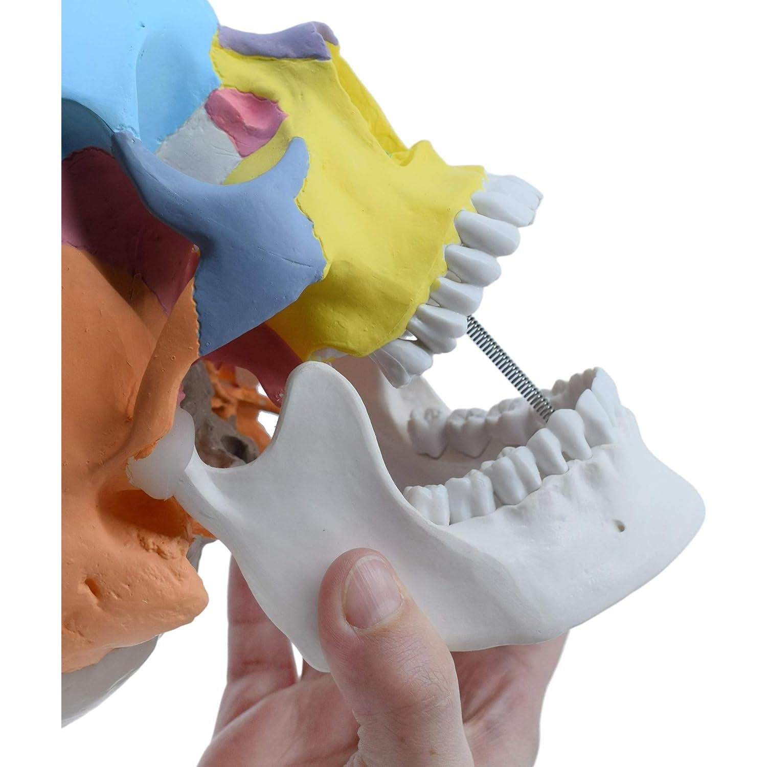 Modelo Anatómico de Cráneo Humano Didáctico HBARSCI 22 cm 3 Partes