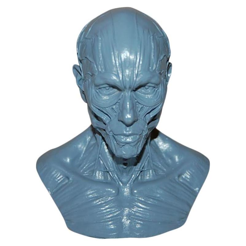 Modelo Humano Anatomía Cráneo HSOMiD 10.16 cm Estudio Médico