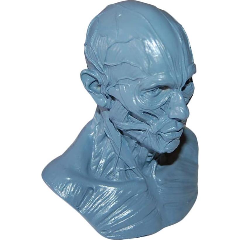 Modelo Humano Anatomía Cráneo HSOMiD 10.16 cm Estudio Médico