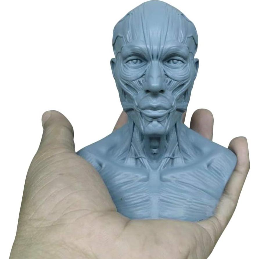 Modelo Humano Anatomía Cráneo HSOMiD 10.16 cm Estudio Médico