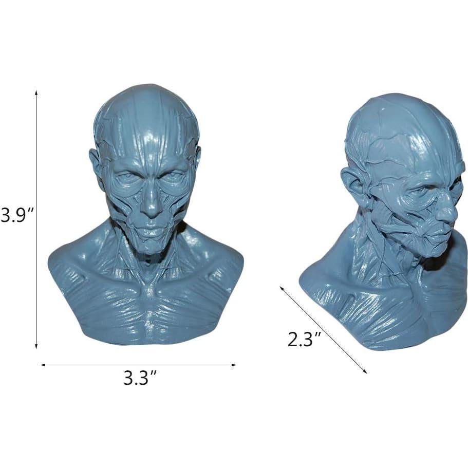 Modelo Humano Anatomía Cráneo HSOMiD 10.16 cm Estudio Médico