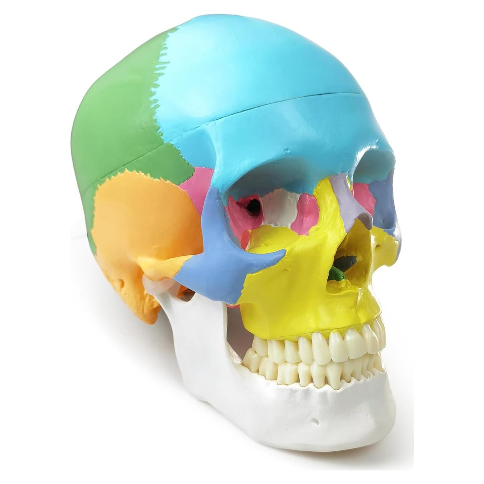 Modelo de Cráneo Humano HADWYN 2025 Desmontable 15 Piezas