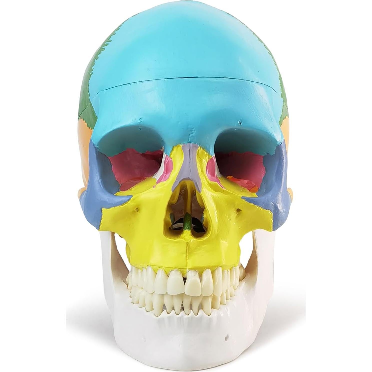 Modelo de Cráneo Humano HADWYN 2025 Desmontable 15 Piezas