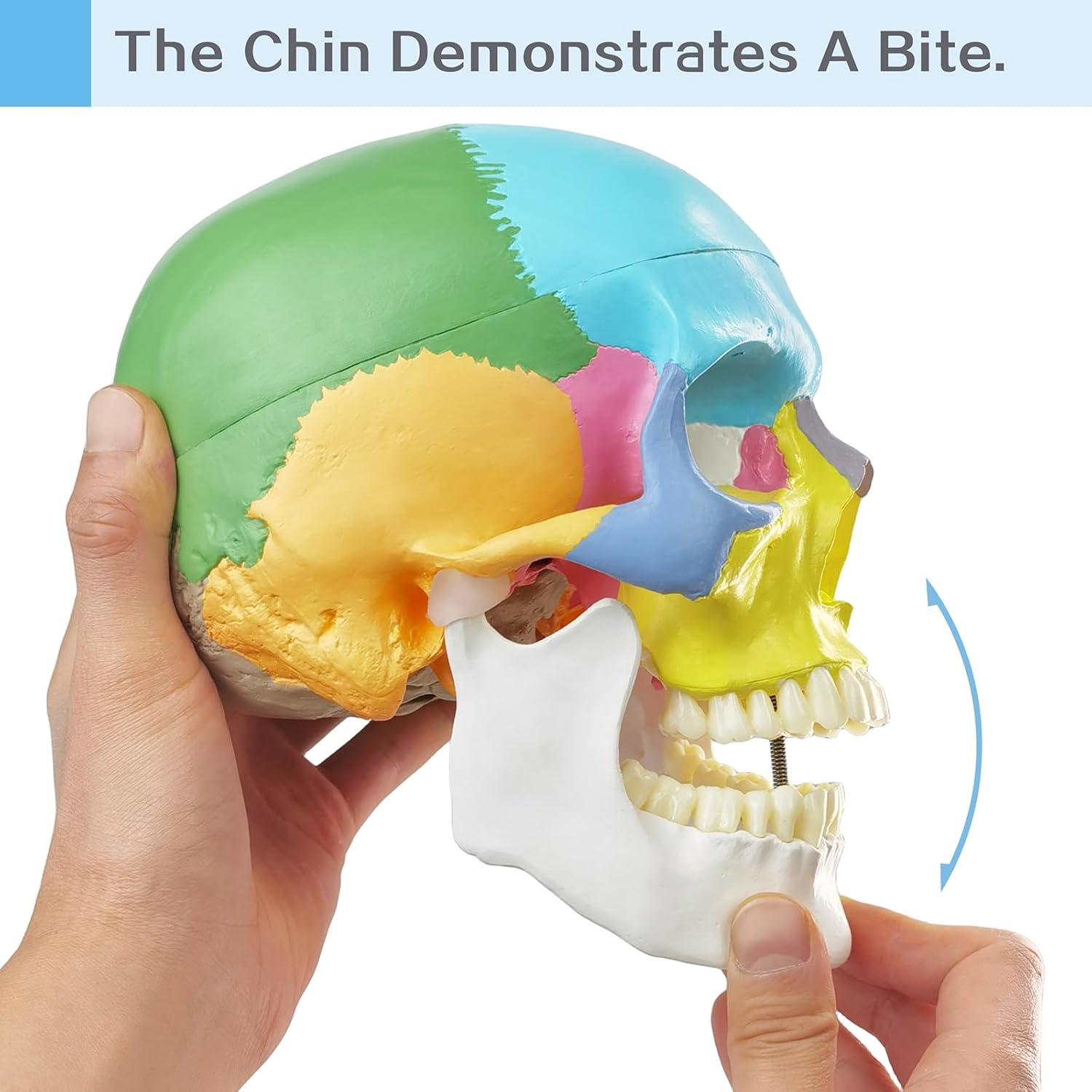 Modelo de Cráneo Humano HADWYN 2025 Desmontable 15 Piezas