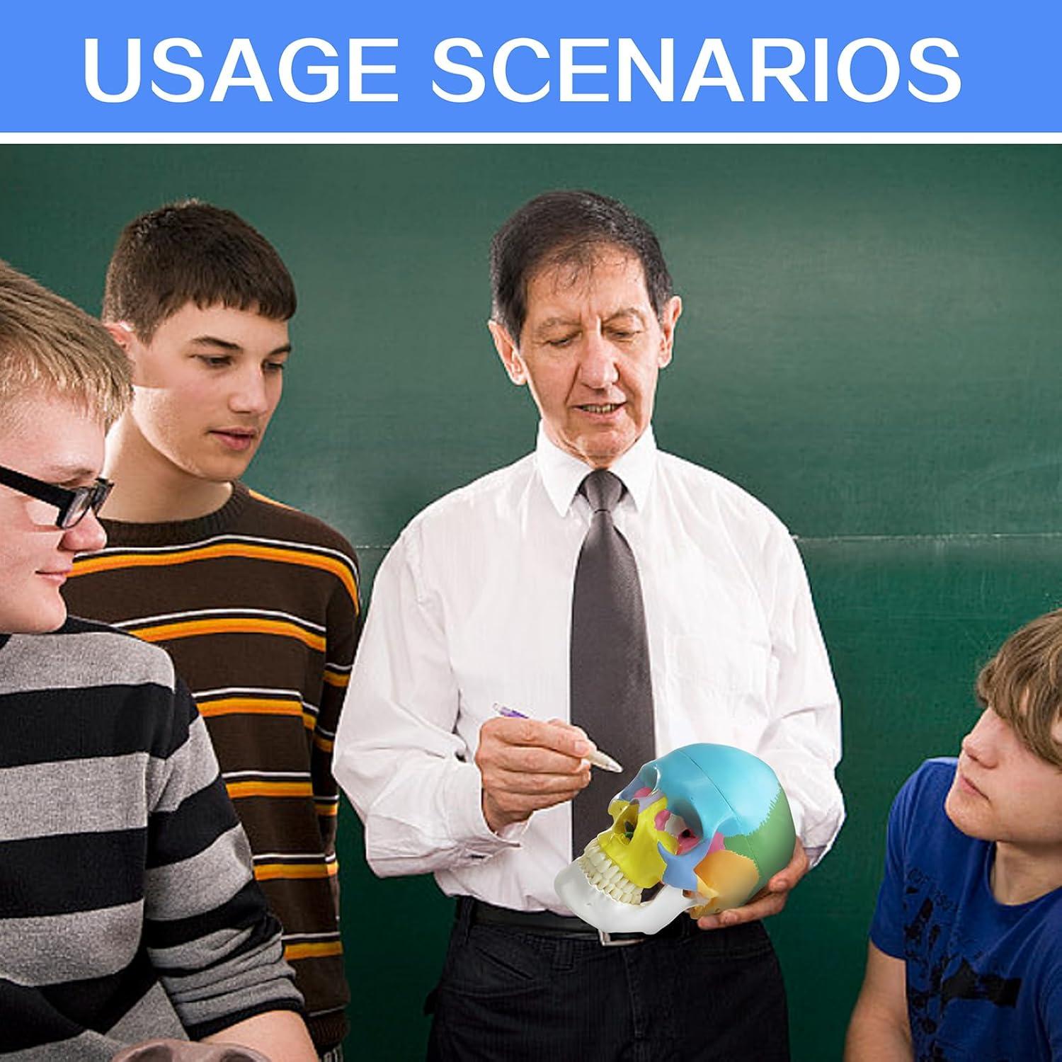 Modelo de Cráneo Humano HADWYN 2025 Desmontable 15 Piezas