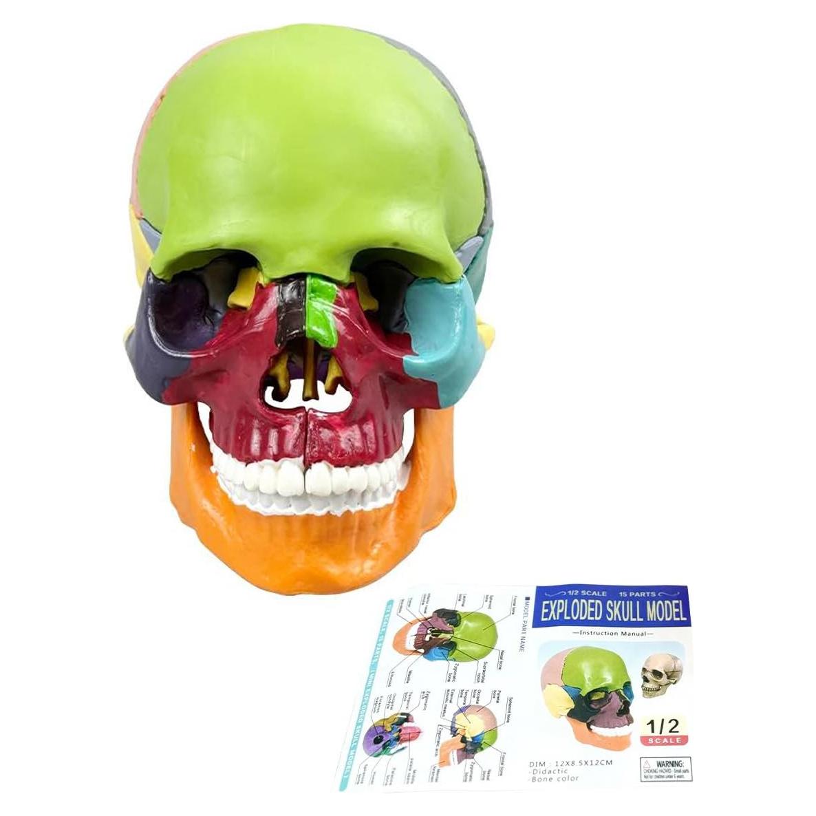 Modelo de Cráneo Humano Desmontable 15 Piezas Vocadok Mini