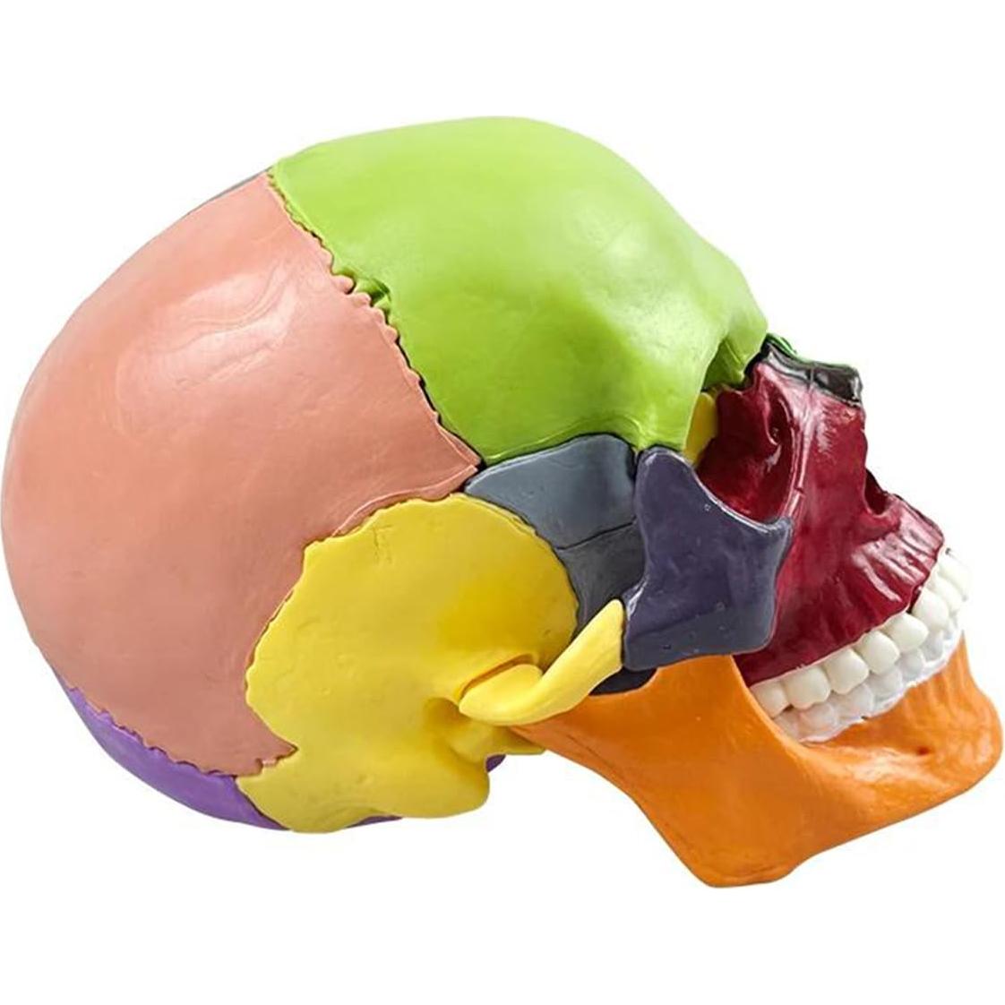 Modelo de Cráneo Humano Desmontable 15 Piezas Vocadok Mini