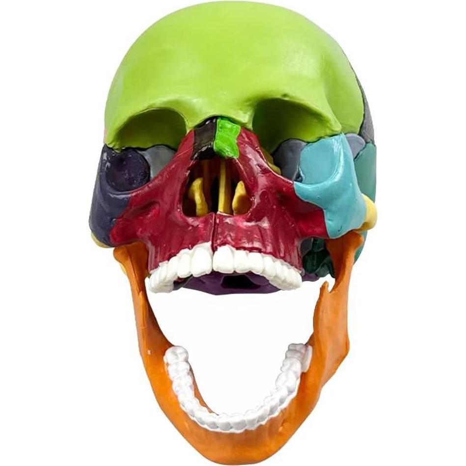 Modelo de Cráneo Humano Desmontable 15 Piezas Vocadok Mini