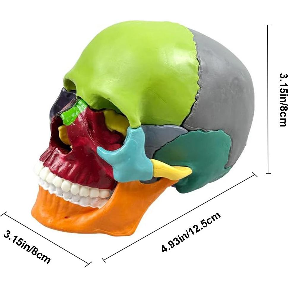 Modelo de Cráneo Humano Desmontable 15 Piezas Vocadok Mini