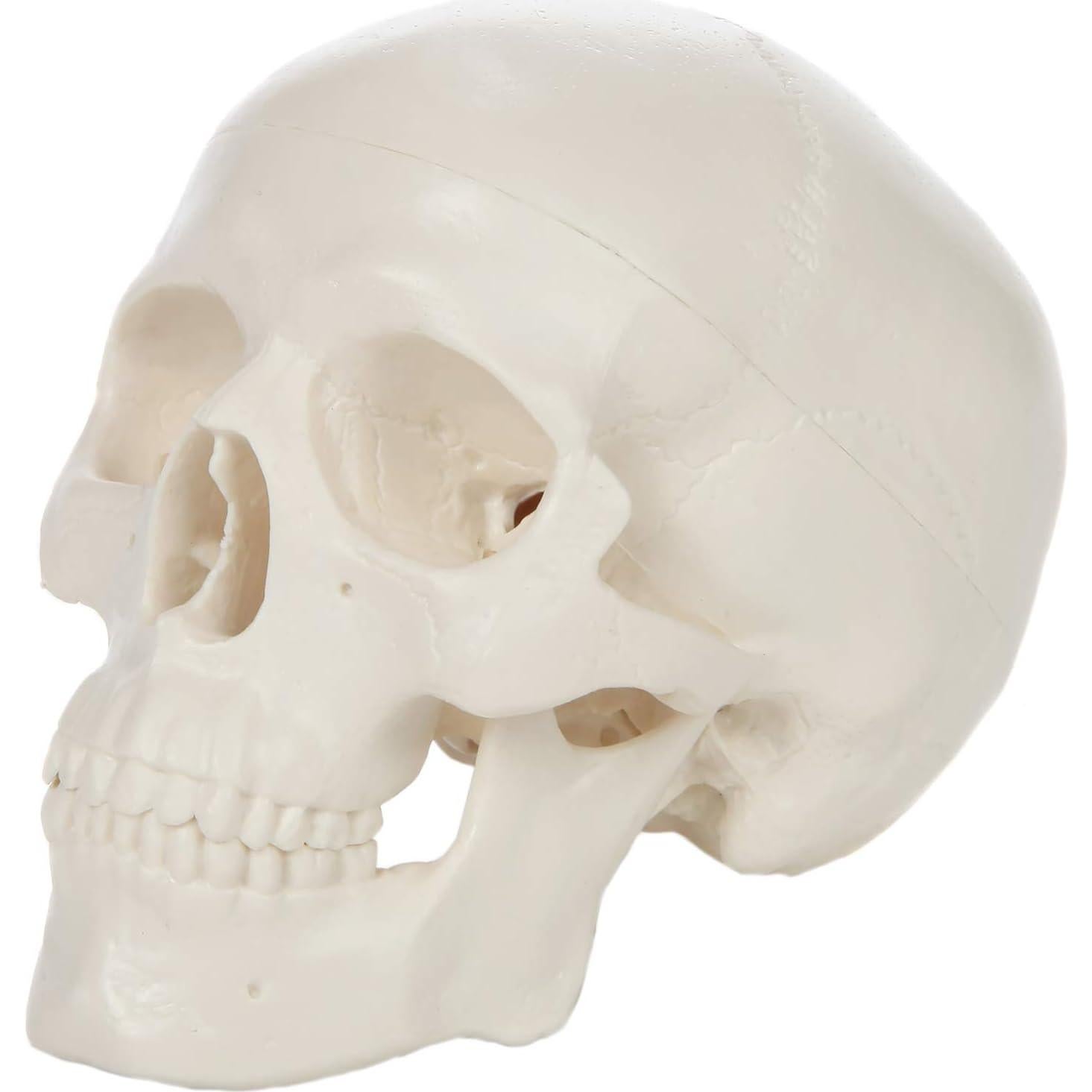 Modelo de Cráneo Miniatura Axis Scientific 8.9 cm 3 Partes