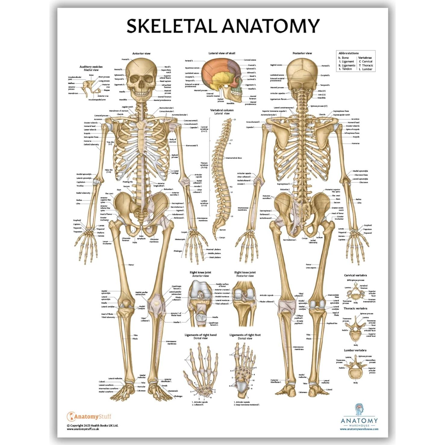 Modelo de Cráneo Miniatura Axis Scientific 8.9 cm 3 Partes