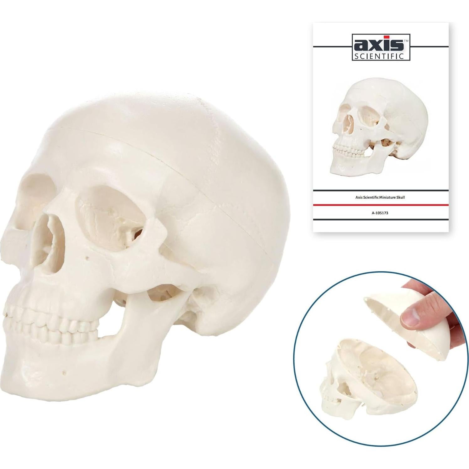 Modelo de Cráneo Miniatura Axis Scientific 8.9 cm 3 Partes