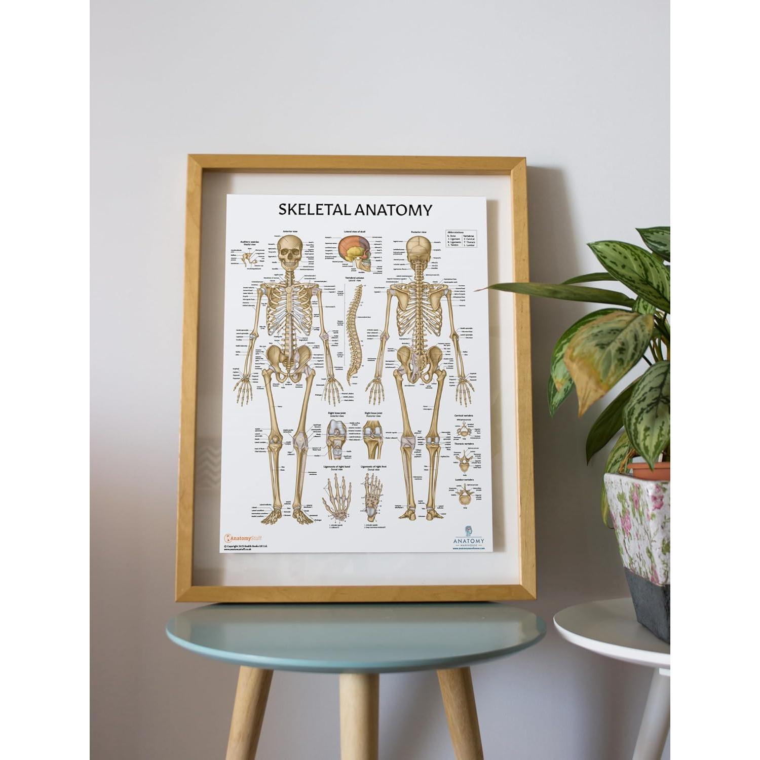 Modelo de Cráneo Miniatura Axis Scientific 8.9 cm 3 Partes